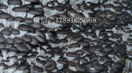 安徽省金農食用菌科技公司供應菌種和技術簡介
